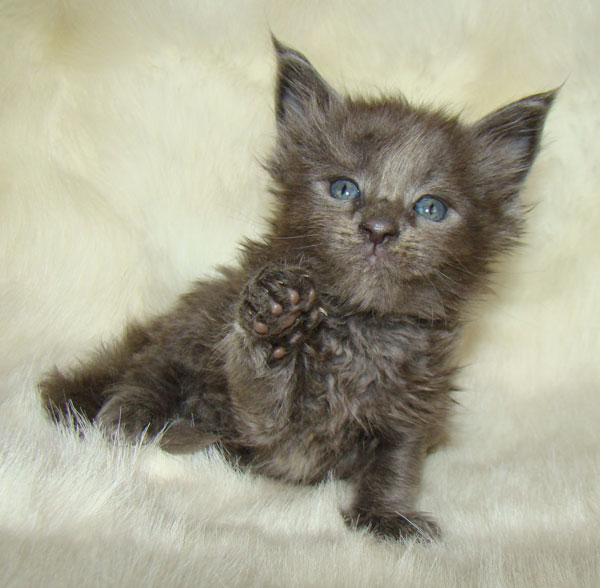     Catsvill County!   !    !       !!!    Catsvill County +7-926-544-74-09     .   ,   ,   ,    ,   ,  ,     ,   -,    ,   !
